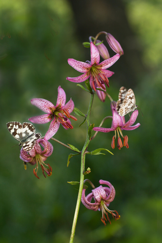Příloha komentáře
