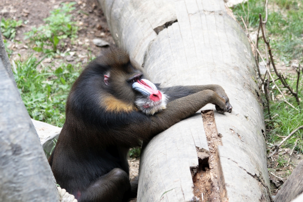 Příloha komentáře