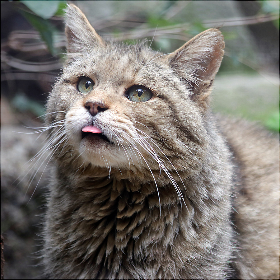 Příloha komentáře