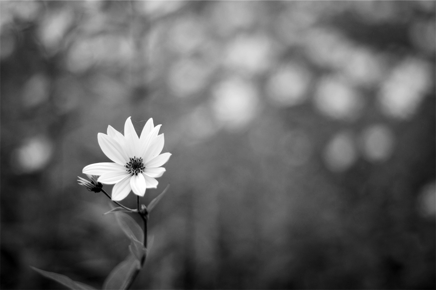 Příloha komentáře