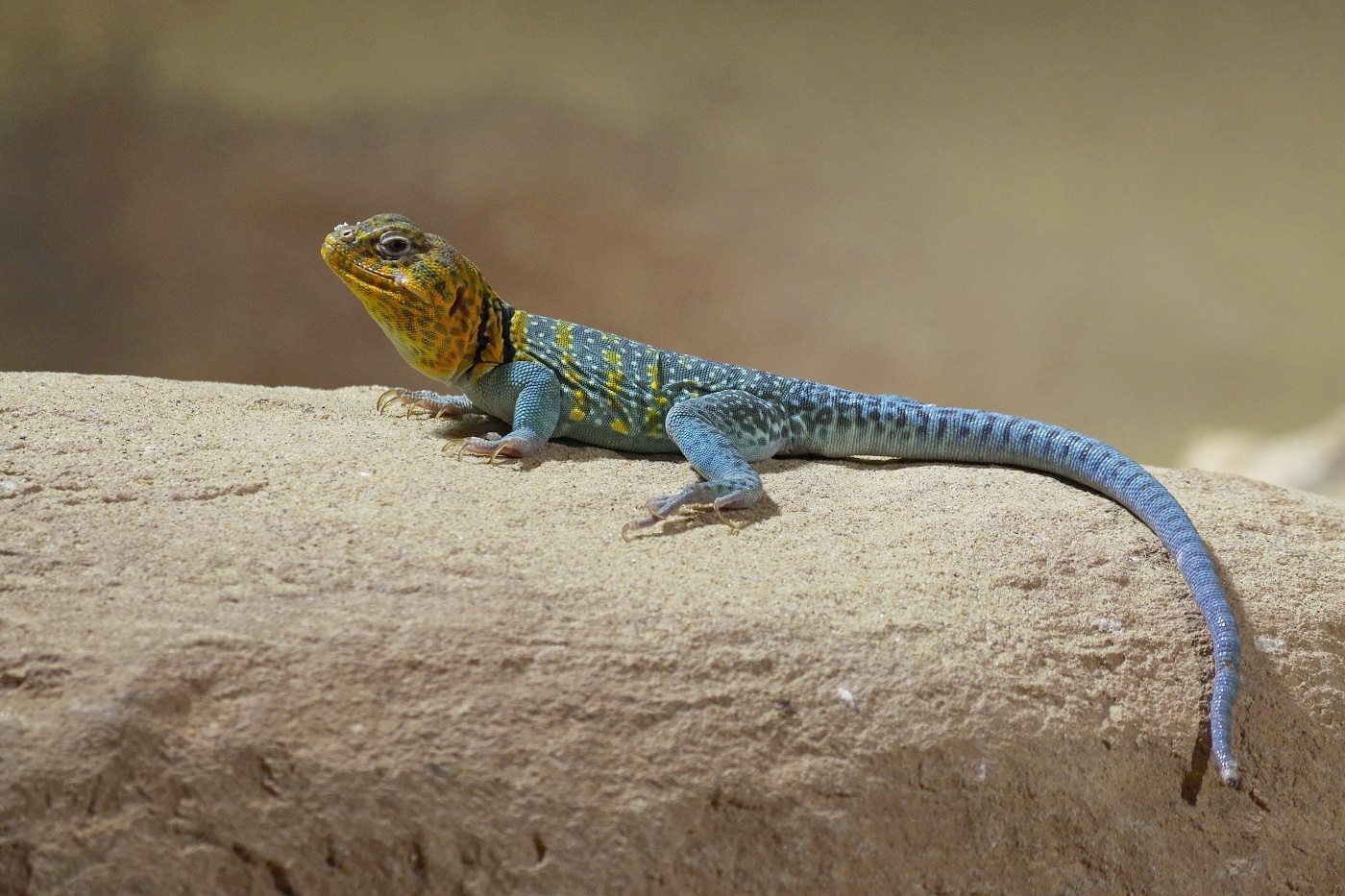 Příloha komentáře