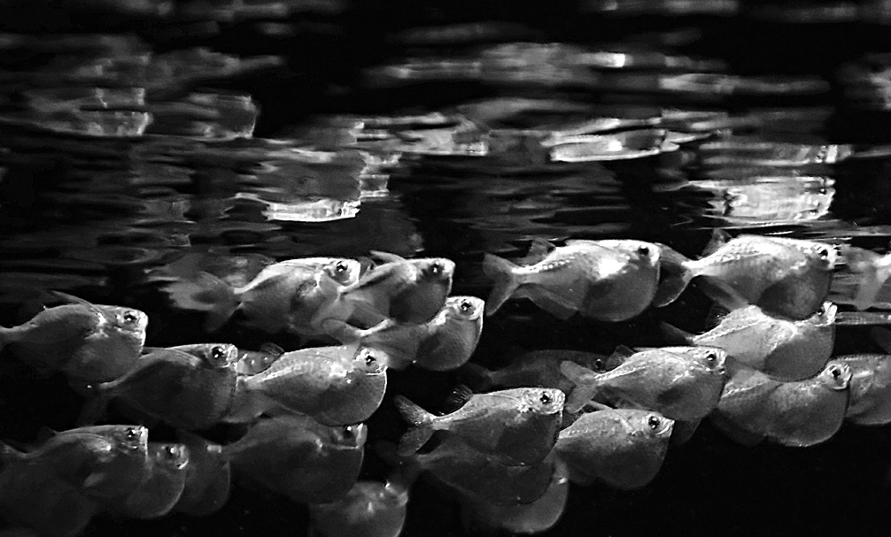 Příloha komentáře