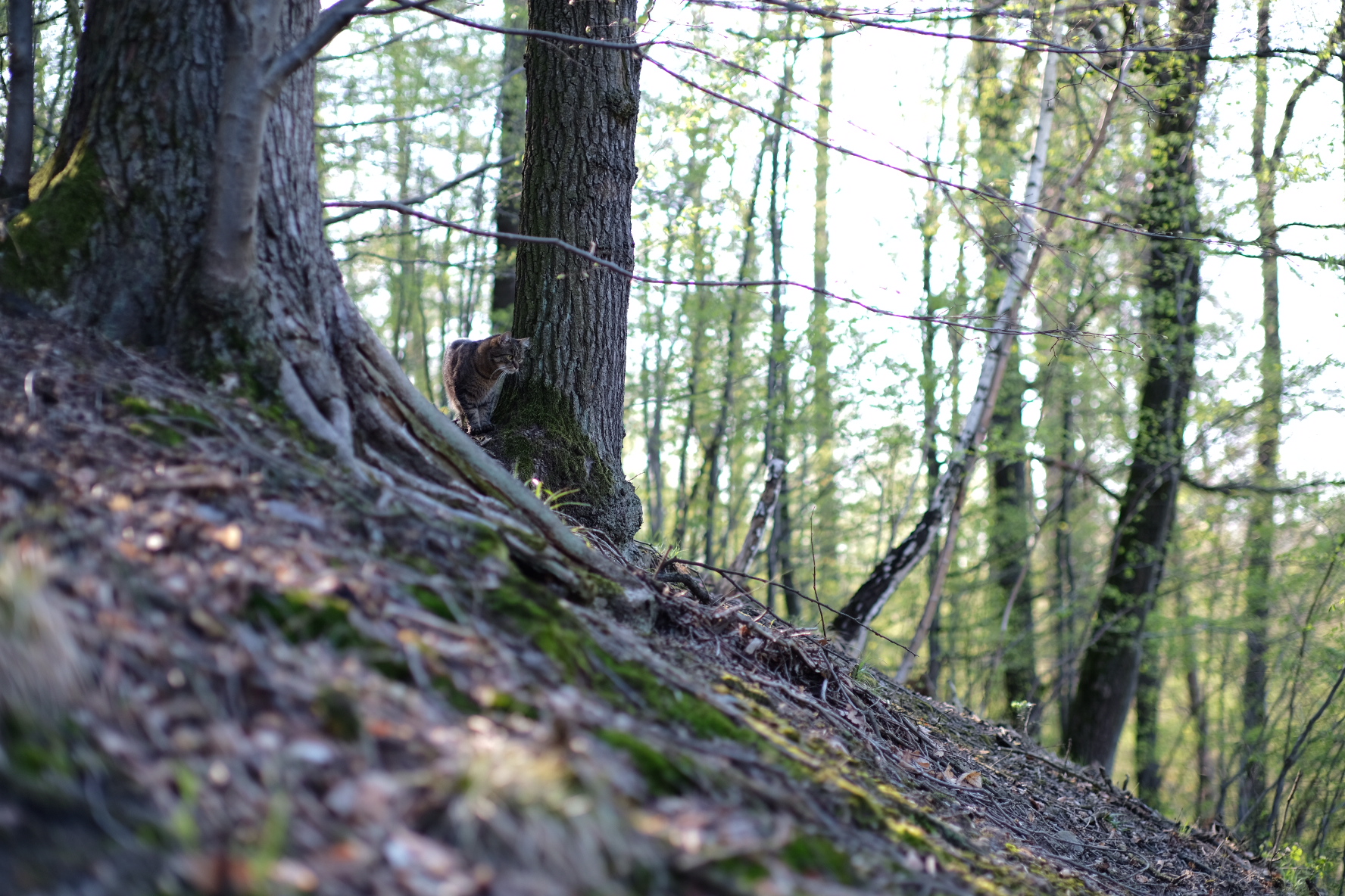 Příloha komentáře