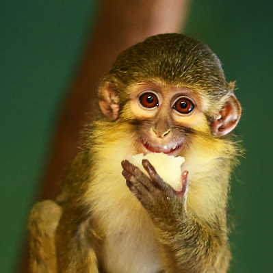 Příloha komentáře