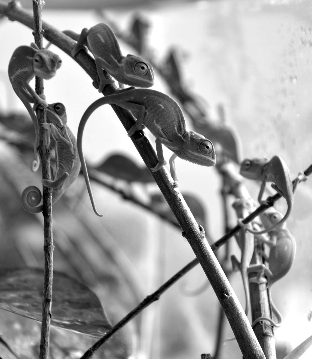 Příloha komentáře