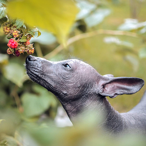 Příloha komentáře