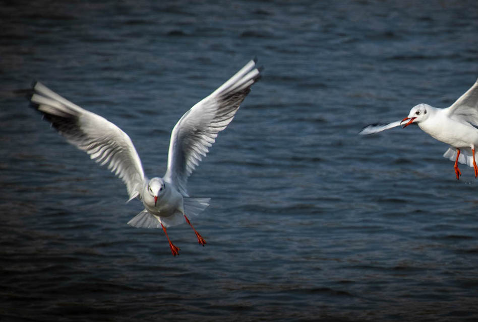 Příloha komentáře