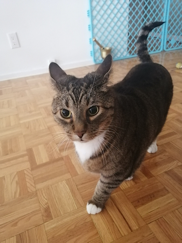 Příloha komentáře