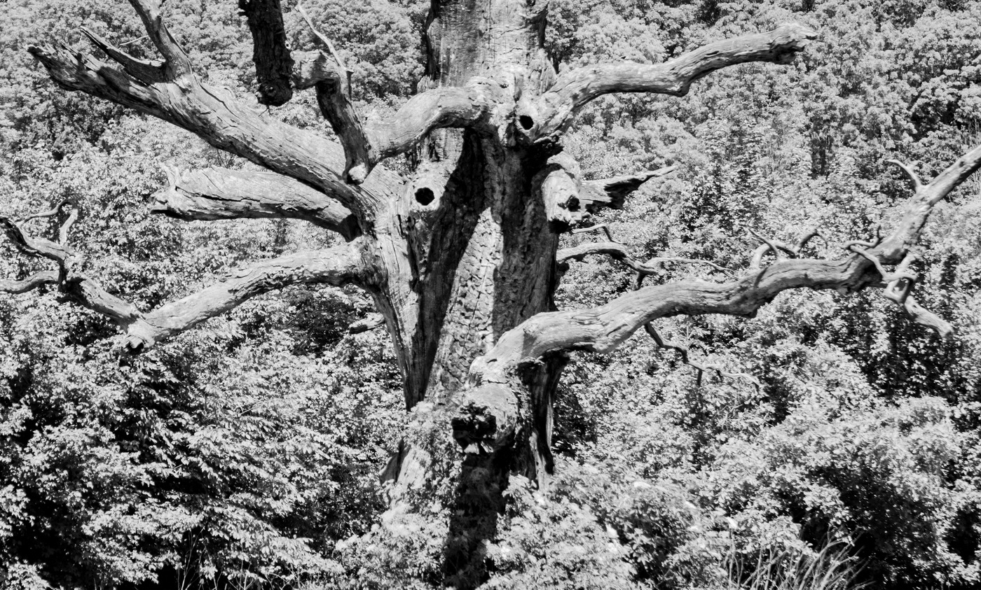 Příloha komentáře