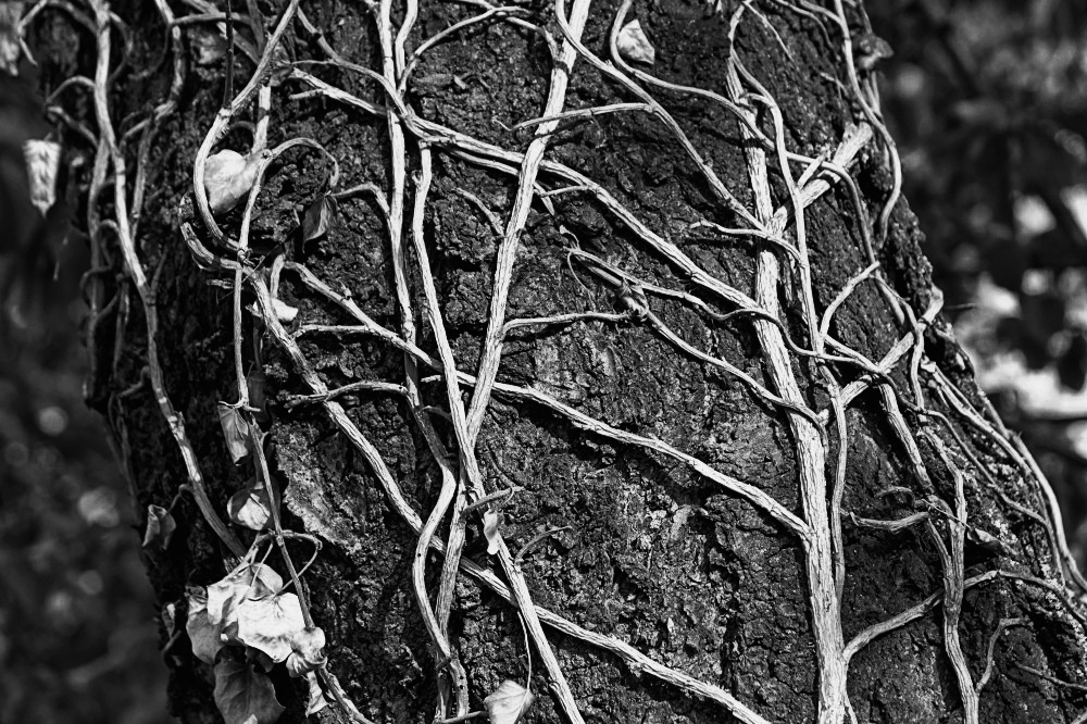 Příloha komentáře