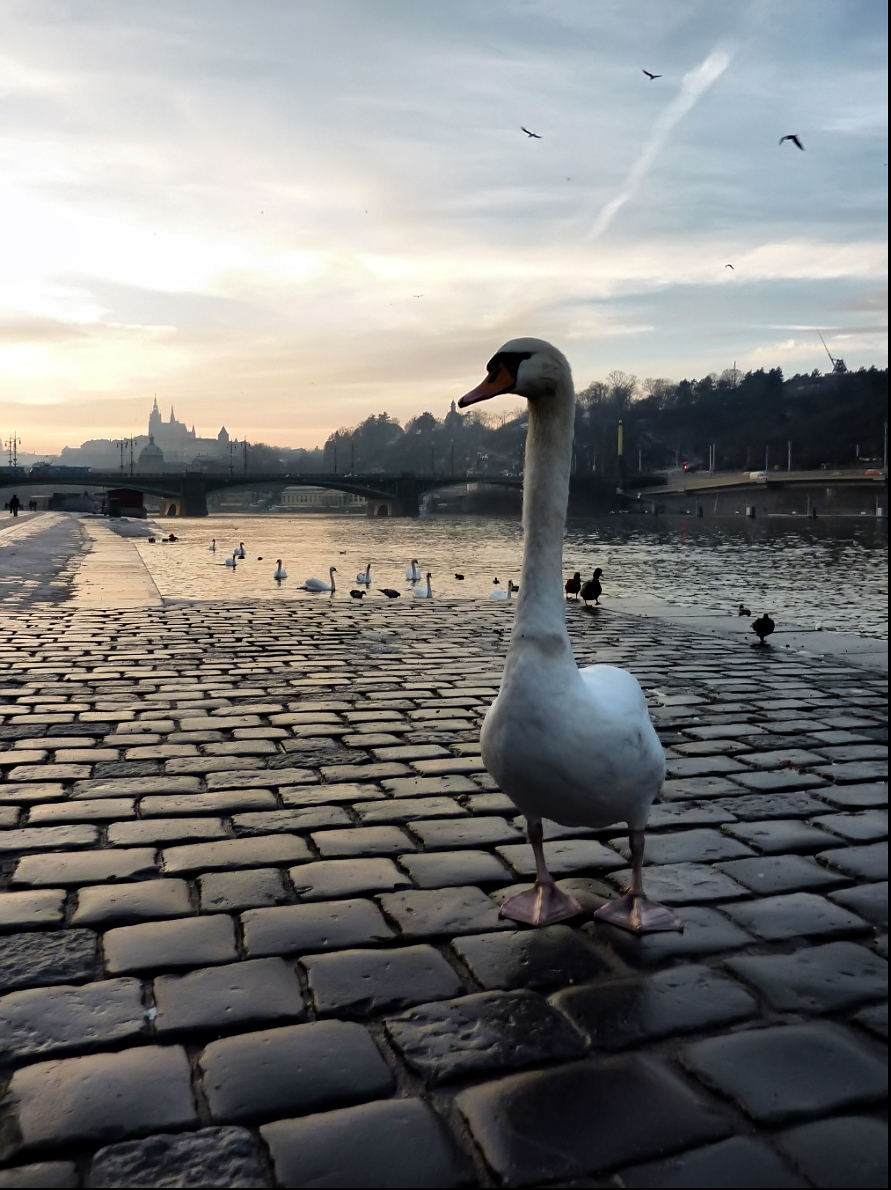 Příloha komentáře