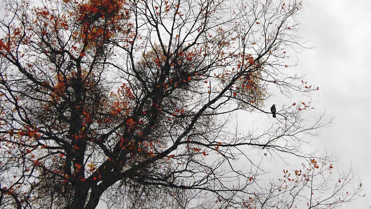 Příloha komentáře