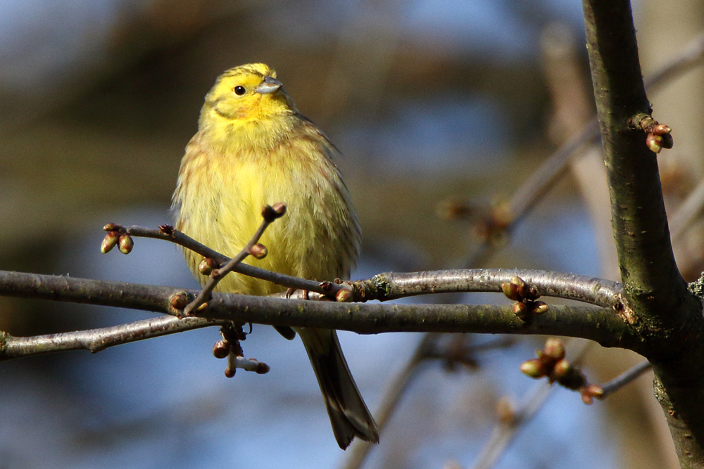 Příloha komentáře