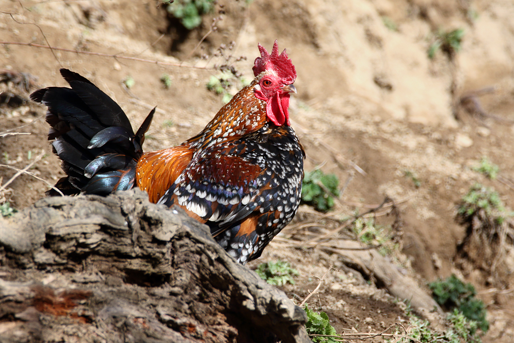 Příloha komentáře
