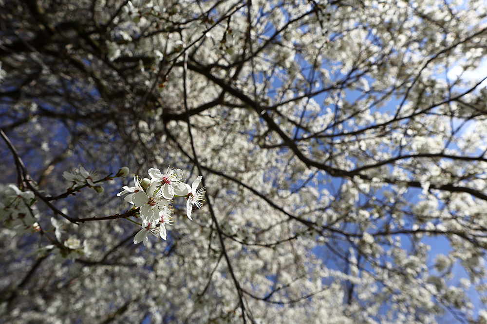 Příloha komentáře