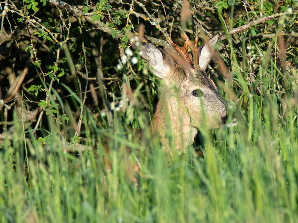 Příloha komentáře