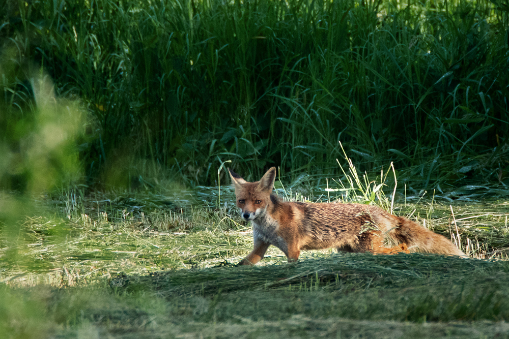 Příloha komentáře