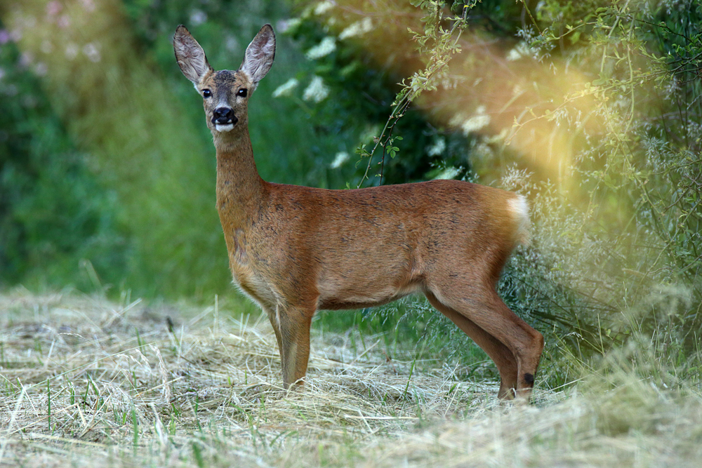 Příloha komentáře