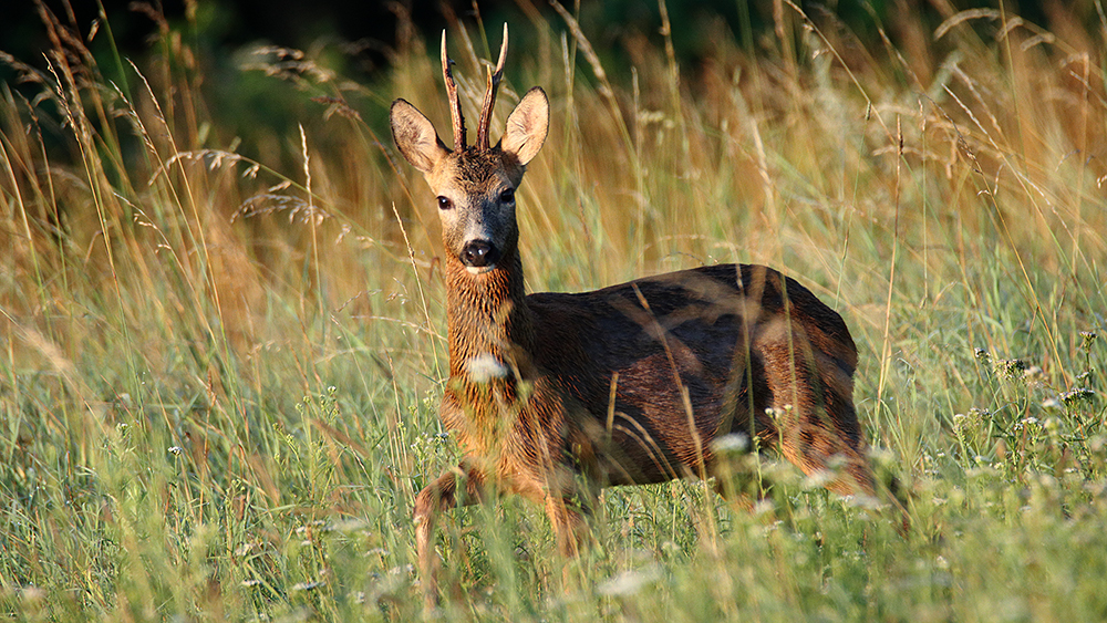 Příloha komentáře