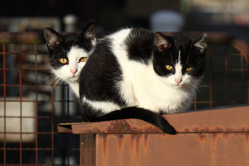 Příloha komentáře