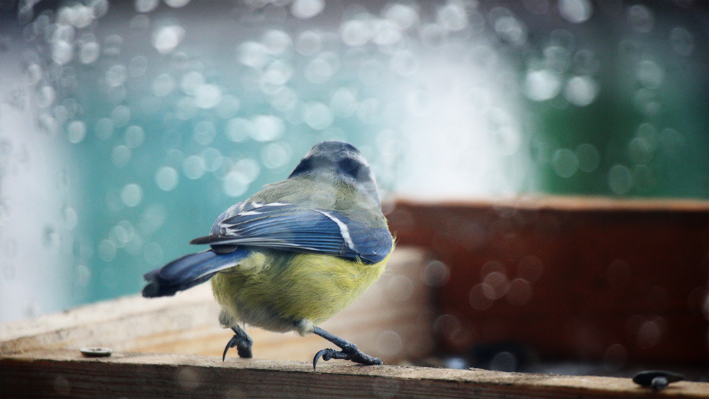 Příloha komentáře