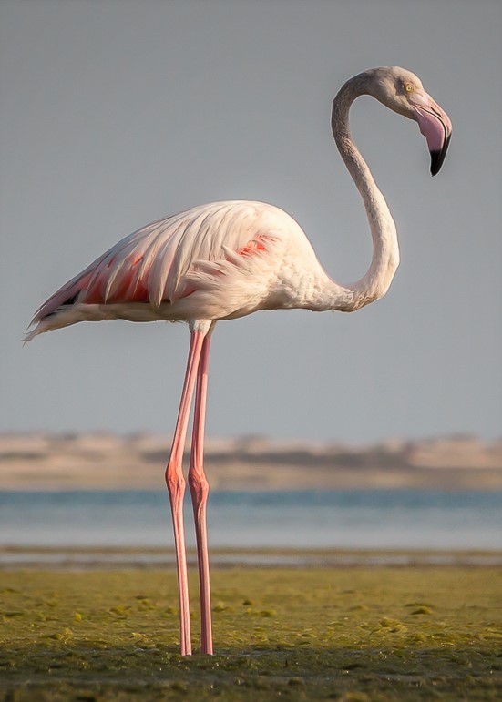 Příloha komentáře