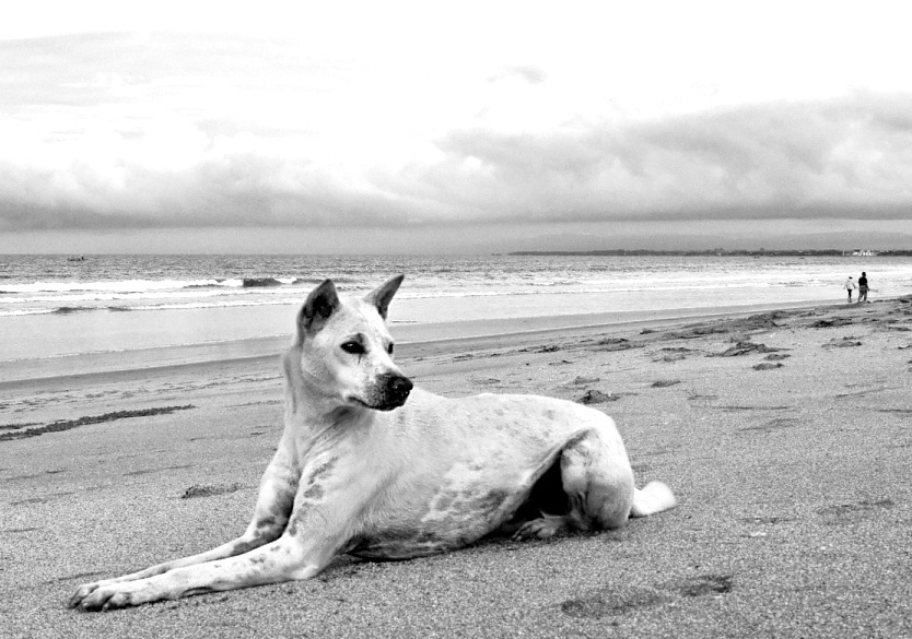 Příloha komentáře