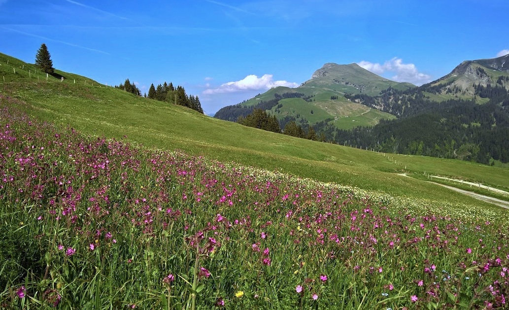 Příloha komentáře