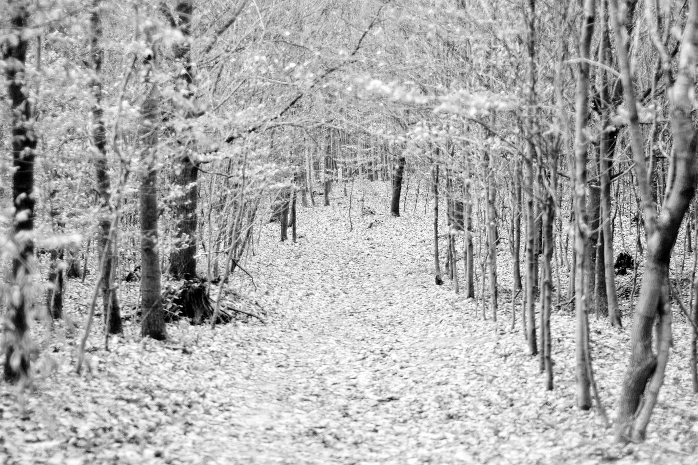 Příloha komentáře