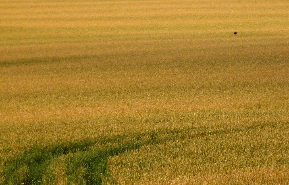 Příloha komentáře