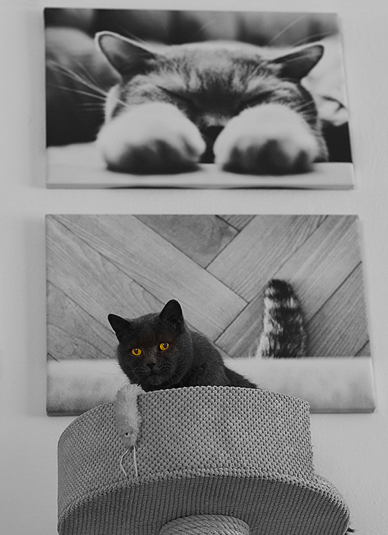 Příloha komentáře