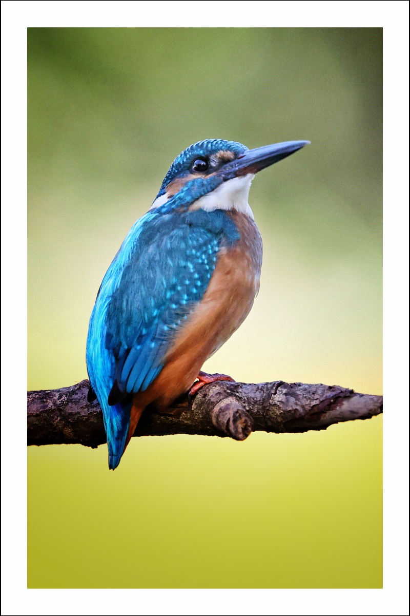 Příloha komentáře