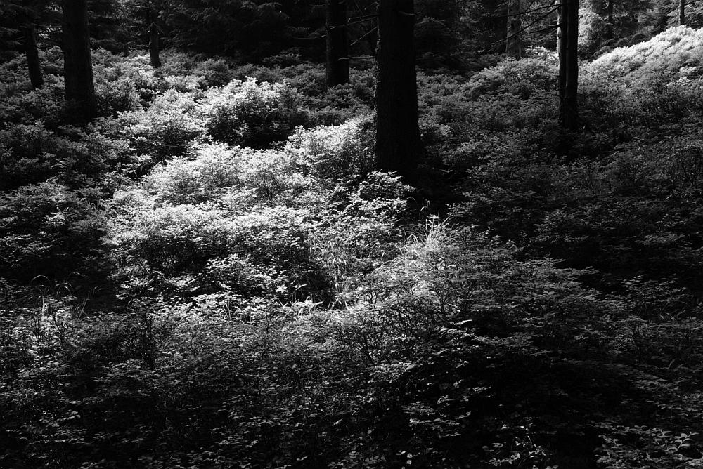 Příloha komentáře