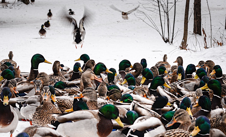 Příloha komentáře