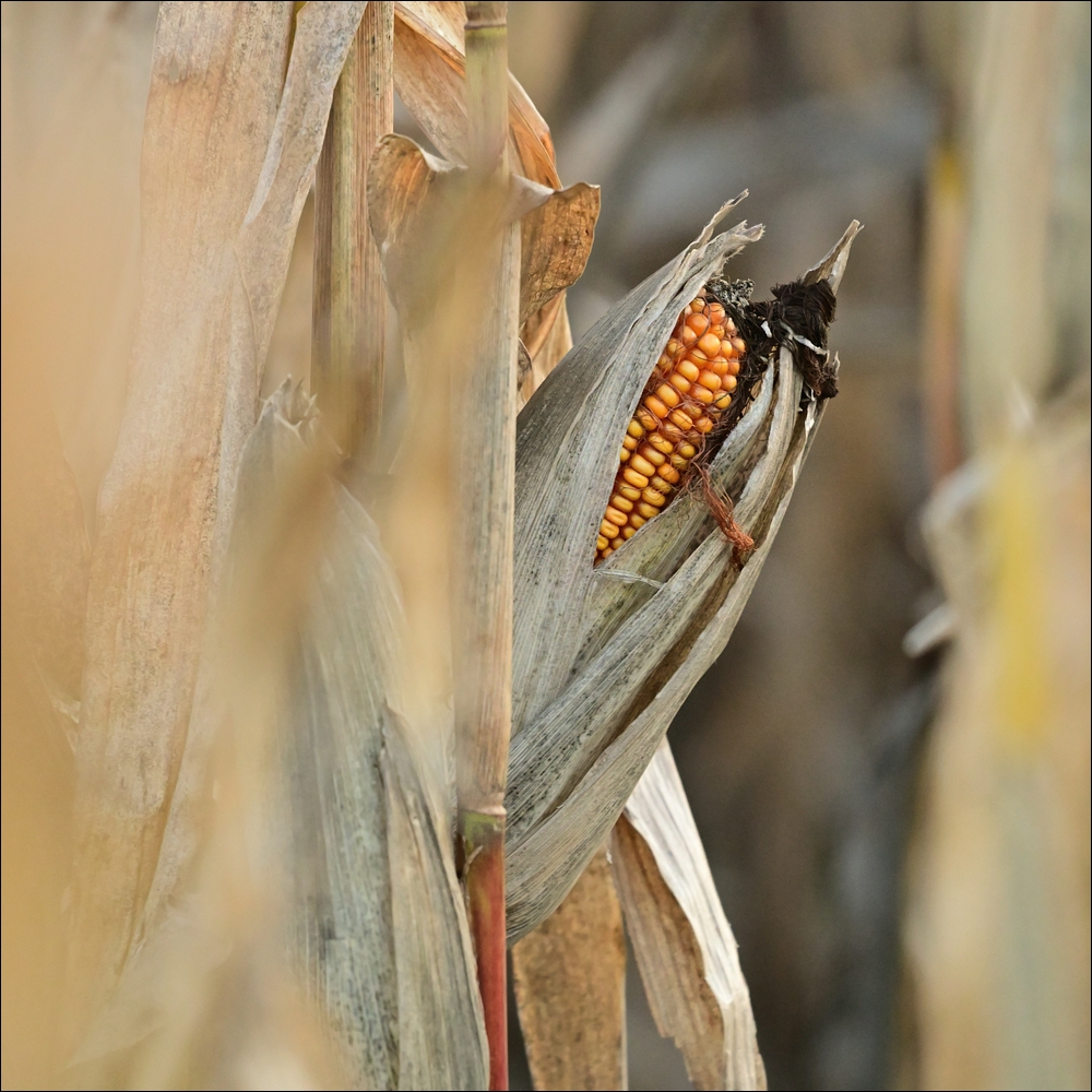 Příloha komentáře