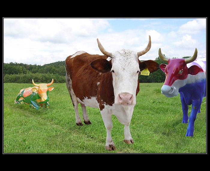 Soutěžní fotka