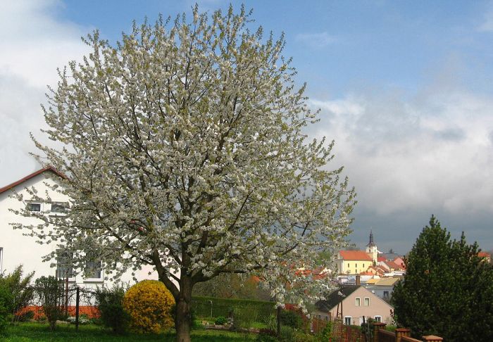 Soutěžní fotka