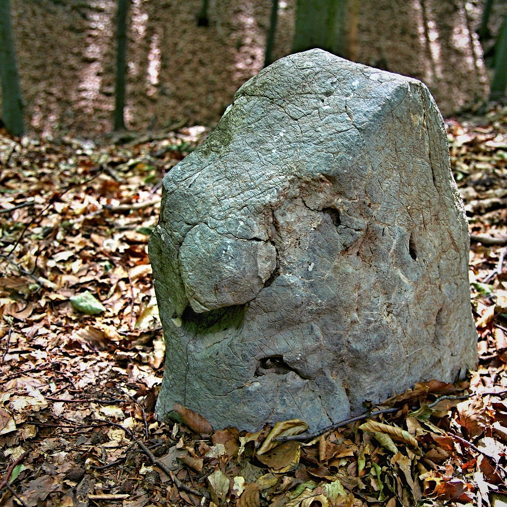 Soutěžní fotka